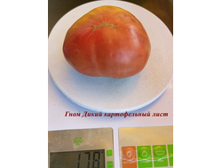 Томат Дикий картофельный лист (Dwarf Wild Spudleaf)