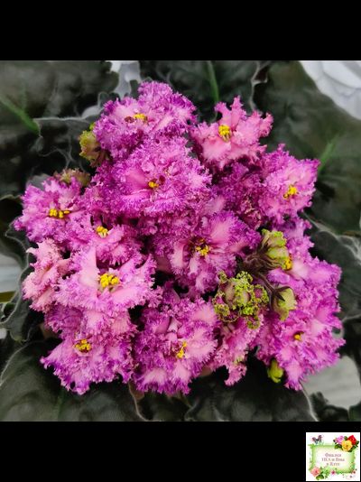 БР-Сочная Ягодка Люкс (С. и Н. Буркацкие) 2022 г.