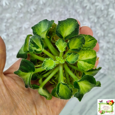 ОлА-Браслет Нефертири (О. Агафонова) листовая химера