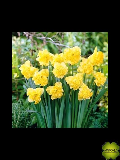 НАРЦИСС с расщепленной кроной "ФЛАЙЕР"