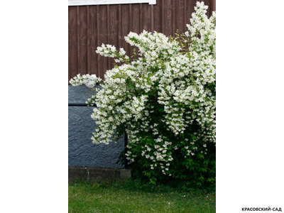 Чубушник венечный Лемуана Монблан