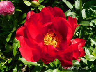 Пион Red Red Rose (Ред Ред Роуз)