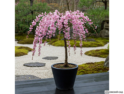 Вишня Кику-Шидаре - Kiku-Shidare