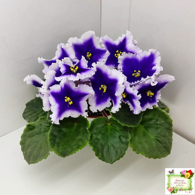 Dn-New Star (Д. Денисенко) 2019 г.