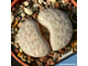 Lithops gracilidelineata v.waldroniae C189 (MG)  - 10 семян