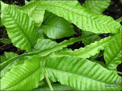 Папоротник  тайландский ''Windelov''