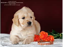 ПОМЕТ Е-2026 ОТ МАРГО & Пумбы. Голден ретривер мальчик КОРИЧНЕВЫЙ ошейничек, на фото 36 дней