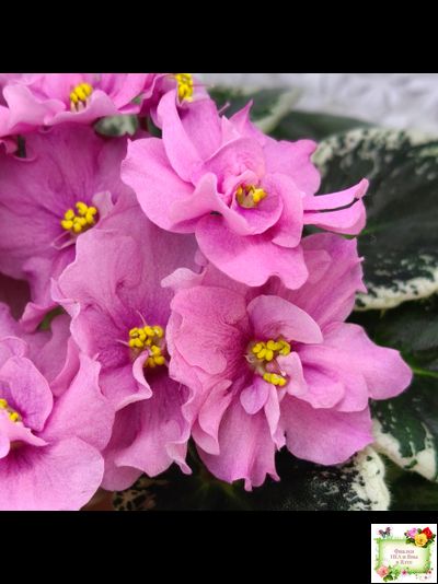 Р-Донна Роза Дальвадорес (В. Зуб) 2021 г.