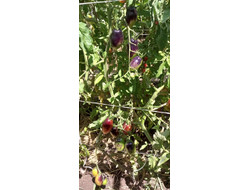 Томат Сливка Гурман