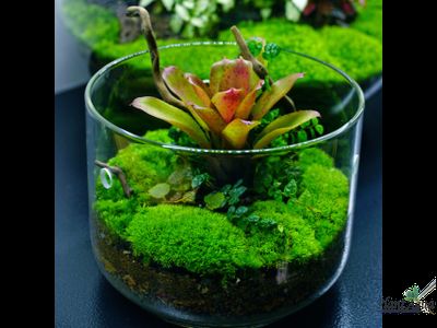 Чаша Лудзи Biolark MY-180 (180мм х 200мм)