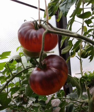 Семена томата Бузэу