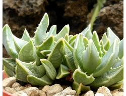 Faucaria bosscheana Aberdeen rd (MG-1493.2) - 5 семян