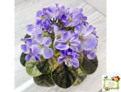 Rob's Wascally Wabbit (R. Robinson) (лист укоренённый)