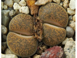 Lithops lesliei PV300 nr Riverton, Kimberley (MG-1660) - 10 семян