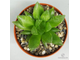 Haworthia Cooperi Picturata