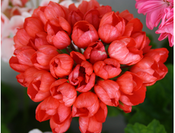 Red Pandora - пеларгония тюльпановидная - описание сорта, фото - купить черенок в Перми и почтой