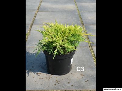 Можжевельник Даубс Фростед - Daub`s Frosted