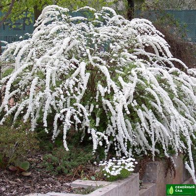Спирея серая "Grefsheim" (Грефшейм)