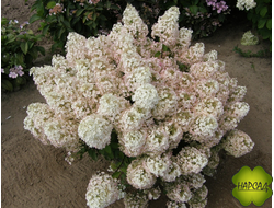 ГОРТЕНЗИЯ КАРЛИКОВАЯ МЕТЕЛЬЧАТАЯ "БОБО" (не поникает, вынослива) пушистый саженец 30 см