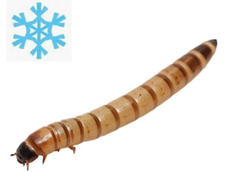 Зофобас замороженный