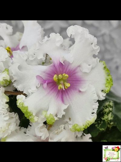 Р-Ярило Люкс (В. Зуб) 2022 г.