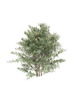 кусты Абелия грандифлора 2