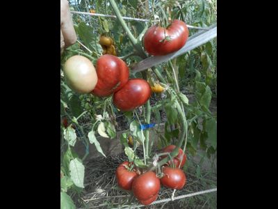 Томат Корнеевские