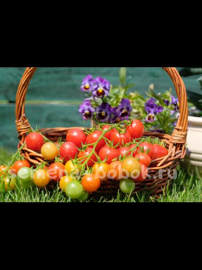 Томат Черри Чиеджа (Ciliegia), 10 шт