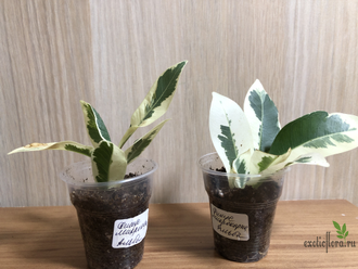 Ficus Microcarpa albomarginata / фикус микрокарпа вариегатный альба