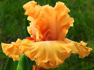 Ирис LEGALLY ORANGE