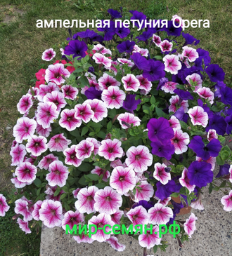 Петуния ампельная Opera Supreme Raspberry Ice, 5 драже