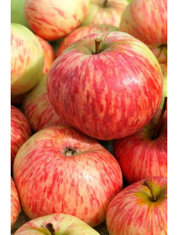 Яблоня Коричное полосатое (осен.)