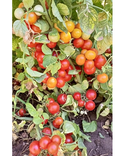 Томат Принц Баяя (Prince Bajaja)