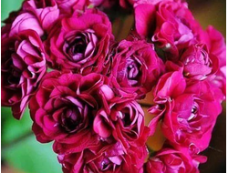 П53 Пеларгония Monseruds Rosen укорененный черенок