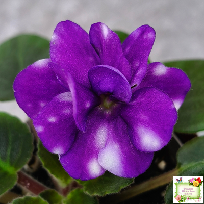 Hunter's Primal Scream (K.Muzalewski) (лист посажен 30.01.26)