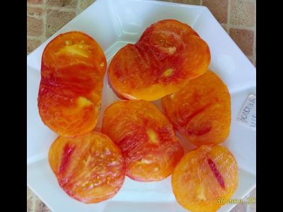 Томат Золотая медаль (Gold Medal)