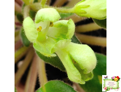 ML-Крыжовник (Miniviolets Lux) 2024 г. (детка)