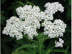 Тысячелистник (Achillea millefolium) 2 г - 100% натуральное эфирное масло