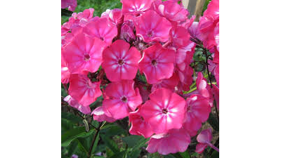 Флокс метельчатый Александра (Alexandra)