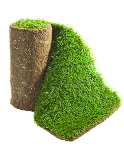 Рулонный газон "Премиум"