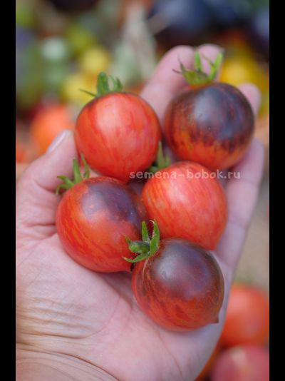 Томат Dwarf Shadow Boxing (Гном Бой с тенью), 10 шт