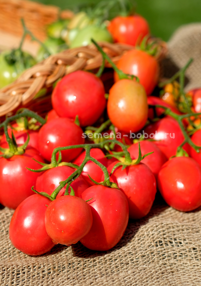 Томат Kecskemét 549 (Кечкемети-549), 10 шт