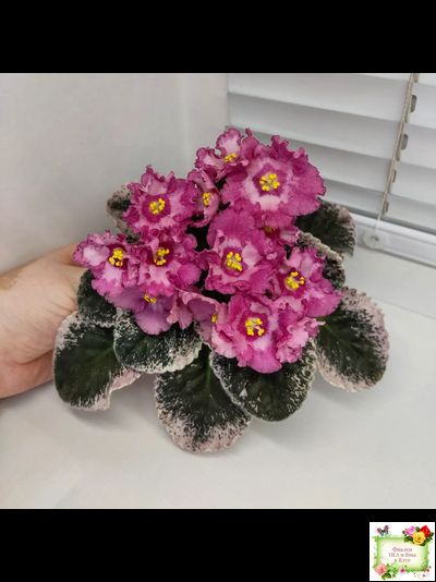 Aftershock (P. Sorano)