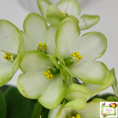 Mac's Misty Meadow (G.McDonald)