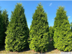 Туя Брабант в ряд фото весной - Красовский-Сад.рф