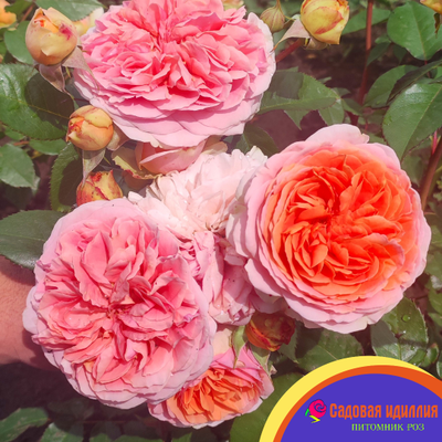 Чиппендейл (Chippendale)