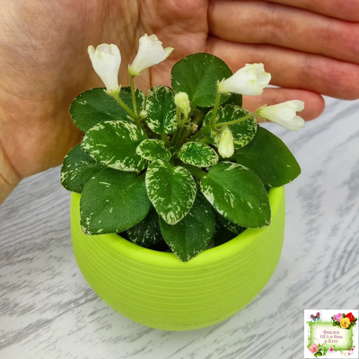 Н-Каламбур (Н. Бердикова) 2016 трейлер