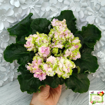 ЛЕ-Денди (Е. Лебецкая) 2011 г.