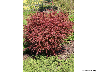 Барбарис Тунберга Orange dream