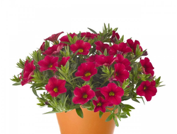 Калибрахоа гибридная Aloha Kona Cherry red, p9